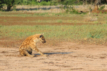 Tüpfelhyäne / Spotted hyaena / Crocuta crocuta..