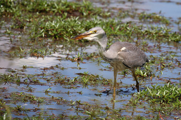 Afrikanischer Graureiher / Grey heron / Ardea cinerea