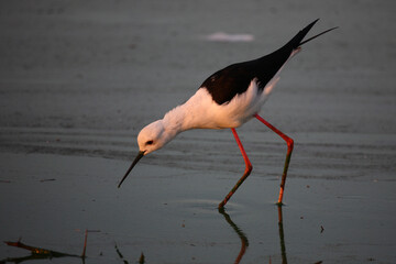 Stelzenläufer / Black-winged stilt / Himantopus himantopus