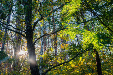 朝日が当たる白樺のある雑木林