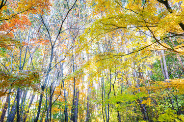 朝日が当たる白樺のある雑木林