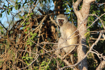 Grüne Meerkatze / Vervet monkey / Cercopithecus aethiops .