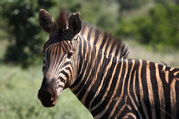 Steppenzebra / Burchell's zebra / Equus burchellii