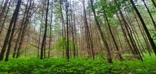 las, lato, drzewa  © Kamil