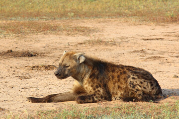 Tüpfelhyäne / Spotted hyaena / Crocuta crocuta..