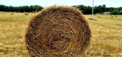 siano, bale  © Kamil