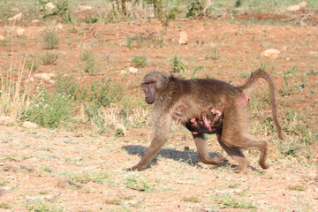 Bärenpavian / Chacma baboon / Papio ursinus......