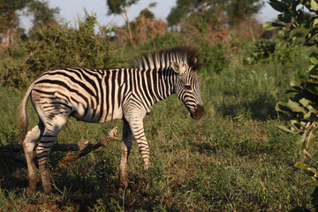 Steppenzebra / Burchell's zebra / Equus burchellii.