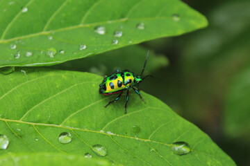 Bug on leaf