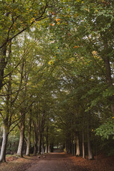 Naklejka premium autumn in the park