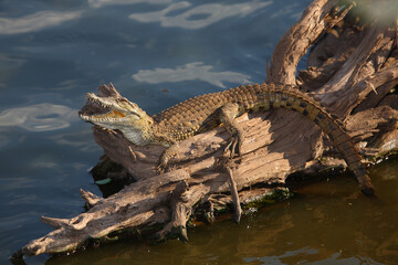 Nilkrokodil / Nile crocodile / Crocodylus niloticus..