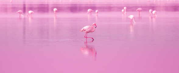 Vogels roze flamingo& 39 s lopen op het meer bij de roze zonsondergang in Cyprus, mooi romantisch concept met een plek voor tekst, reis naar het zuiden, liefde en de roze droom, roze meer