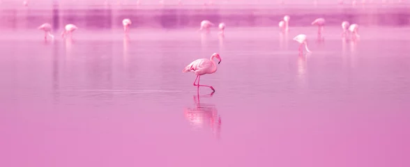 Papier Peint photo Rose  Oiseaux Pink Flamingos Walk on the Lake at the Pink Sunset in Chypre, Beautiful Romantic Concept with a Place for Text, Journey to the South, Love and the Pink Dream, Pink Lake