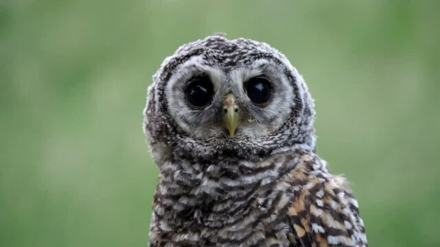 portrait von einem jungen kauz, rostfu&szlig;kauz, der seinen kopf verdreht und direkt in die kamera blickt, strix rufipes, slow motion