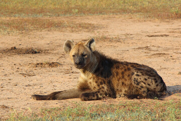 Fototapeta premium Tüpfelhyäne / Spotted hyaena / Crocuta crocuta..