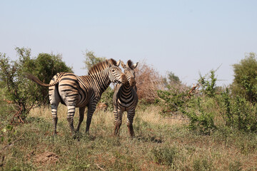 Obraz premium Steppenzebra / Burchell's zebra / Equus burchellii