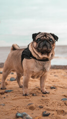 pug on the beach