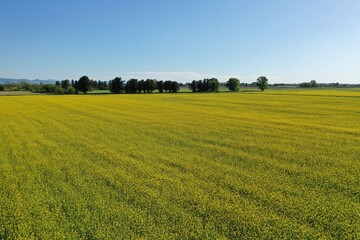 Fototapeta premium Fields and rural landscape from drone