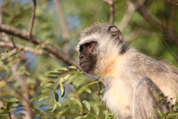 Grüne Meerkatze / Vervet monkey / Cercopithecus aethiops .
