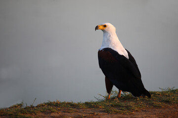 Afrikanischer Schreiseeadler / African fish-eagle / Haliaeetus vocifer.