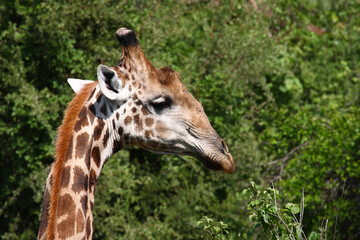 Giraffe / Giraffe / Giraffa camelopardalis