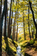 秋の三分一湧水公園の小川