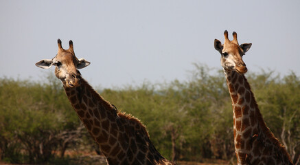 Giraffe / Giraffe / Giraffa camelopardalis