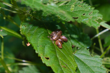 Group of brown snails on a nettle leaves