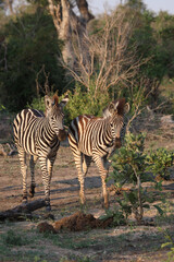 Obraz premium Steppenzebra / Burchell's zebra / Equus burchellii.