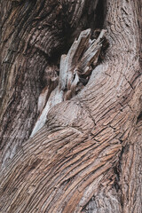 Bark wood texture