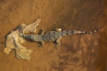 Nilkrokodil / Nile crocodile / Crocodylus niloticus..