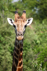 Giraffe / Giraffe / Giraffa camelopardalis