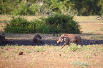 Tüpfelhyäne und Warzenschwein / Spotted hyaena and Warthog / Crocuta crocuta et Phacochoerus africanus