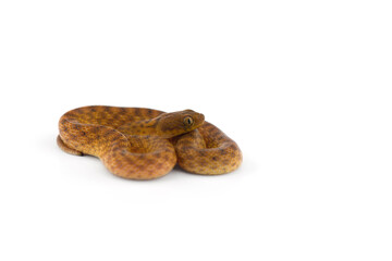 Malagasy Cat-eyed Snakes isolated on white background