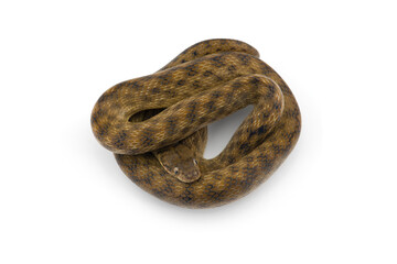 Malagasy Cat-eyed Snakes isolated on white background