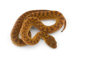 Malagasy Cat-eyed Snakes isolated on white background