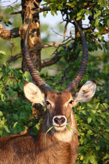 Wasserbock / Waterbuck / Kobus ellipsiprymnus