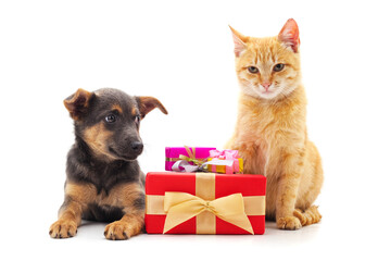 Small cat and puppy with a gift..