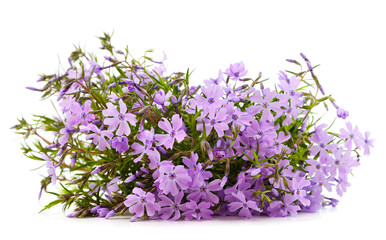 Beautiful violet flowers.