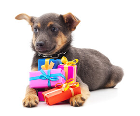 One little dog with a gift.