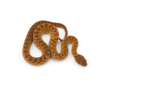 Malagasy Cat-eyed Snakes isolated on white background