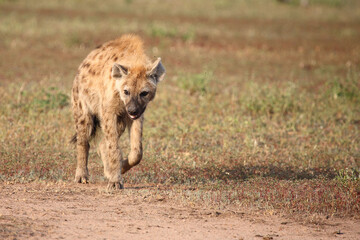 Tüpfelhyäne / Spotted hyaena / Crocuta crocuta...