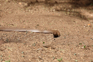 Mosambik-Speikobra / Mozambique spitting cobra / Naja mossambica