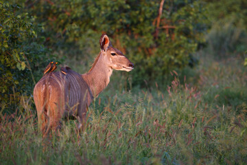 Fototapeta premium Großer Kudu und Gelbschnabel-Madenhacker / Greater kudu and Yellow-billed oxpecker / Tragelaphus strepsiceros et Buphagus africanus