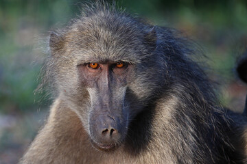 Bärenpavian / Chacma baboon / Papio ursinus..