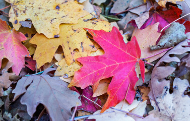 Marco View Of Scattered Fall Time Leaves In Sedona AZ