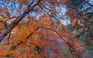 Vibrant Fall Colors In Oak Creek Canyon In Sedona 2021