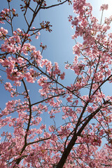 河津桜