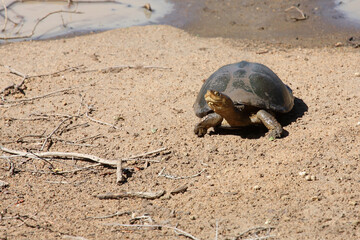 Starrbrust-Pelomeduse / Marsh or Helmeted turtle / Pelomedusa subrufa