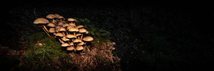 Pilze